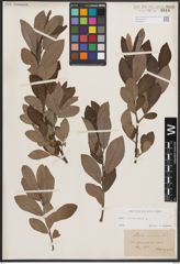Foto von Salix cinerea L.